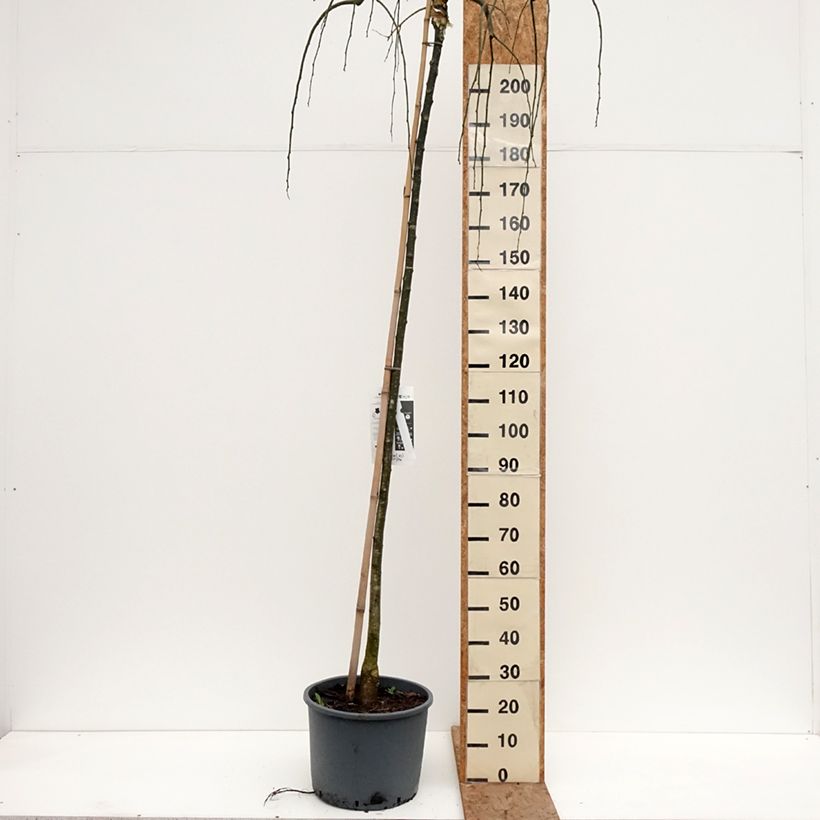 Esimerkki talvella toimitetusta Helmipalo Pendula Pot de 20L/25L-taimesta