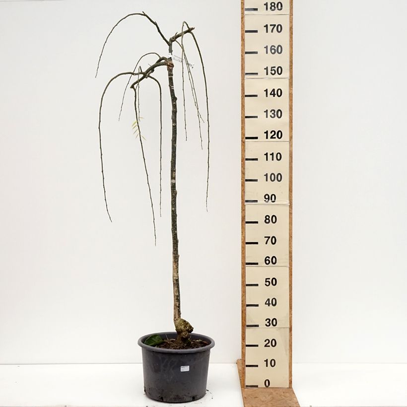 Esimerkki syksyllä toimitetusta Helmipalo Pendula Pot de 20L/25L, Demi-Tige-taimesta
