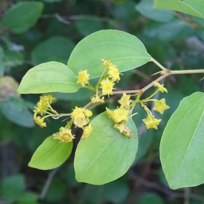 Kärsimyskruunu - Paliurus spina-christi (Lehvistö)