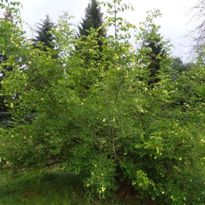 Kärsimyskruunu - Paliurus spina-christi (Kasvutapa)