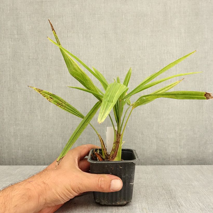Esimerkki kesällä toimitetusta Kuitupalmu - Trachycarpus fortunei 8/9 cm taimiruukku-taimesta