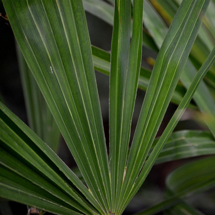 Kuitupalmu - Trachycarpus fortunei (Foliage)