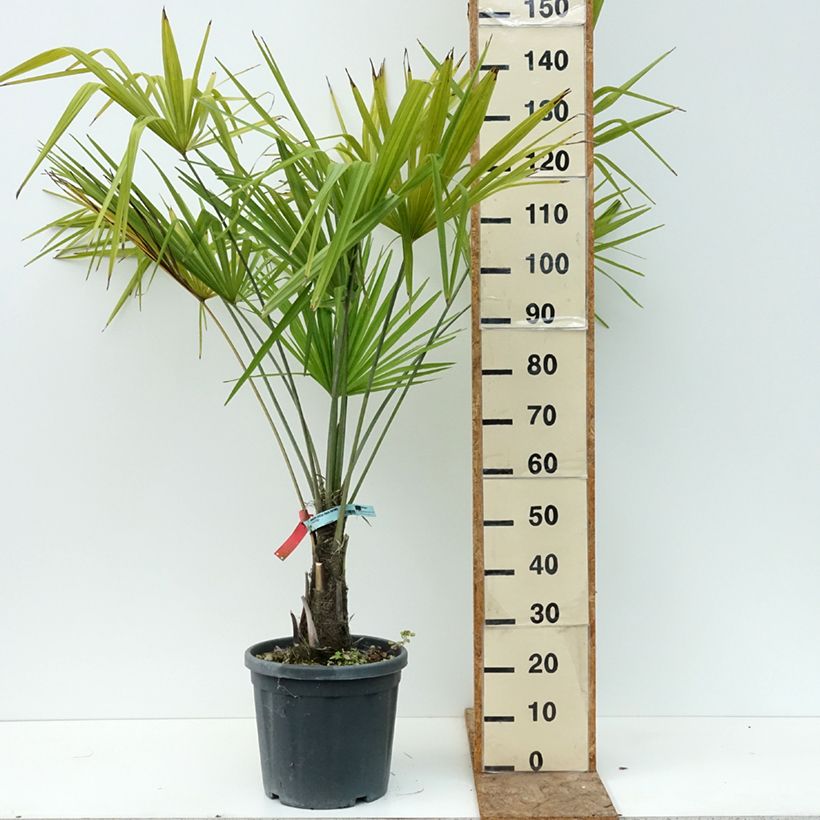 Esimerkki kesällä toimitetusta Kuitupalmu - Trachycarpus fortunei 18 litran/20 litran ruukku-taimesta
