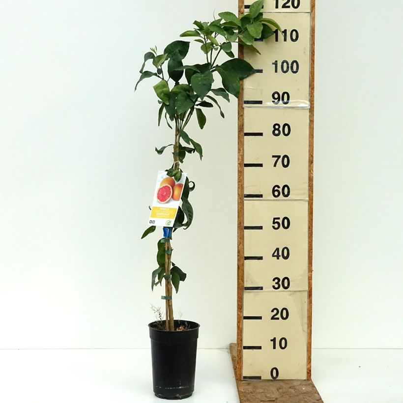 Esimerkki kesällä toimitetusta Greippi - Citrus x paradisi 3 litran/4 litran ruukku, Mätäs-taimesta