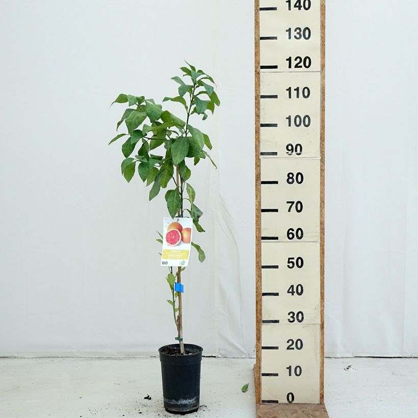 Esimerkki syksyllä toimitetusta Greippi - Citrus x paradisi 7,5 litran / 10 litran ruukku, Puolikorkea runko-taimesta