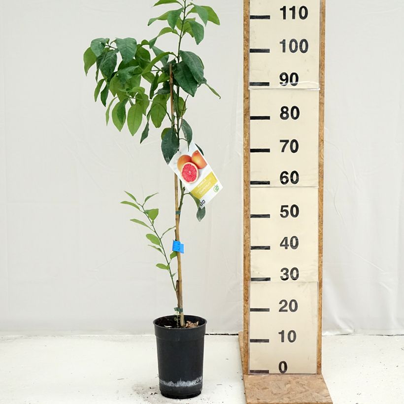 Esimerkki kesällä toimitetusta Greippi - Citrus x paradisi 7,5 litran / 10 litran ruukku, Puolikorkea runko-taimesta