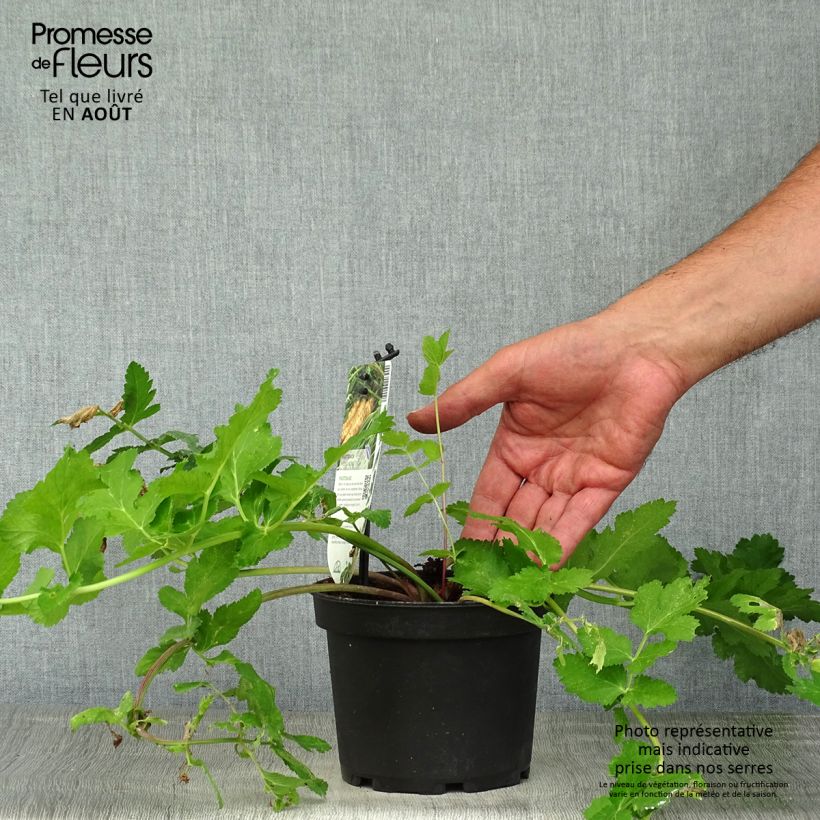 Esimerkki kesällä toimitetusta Palsternakka - Pastinaca sativa subsp. sativa 1,5 litran / 2 litran kannu-taimesta