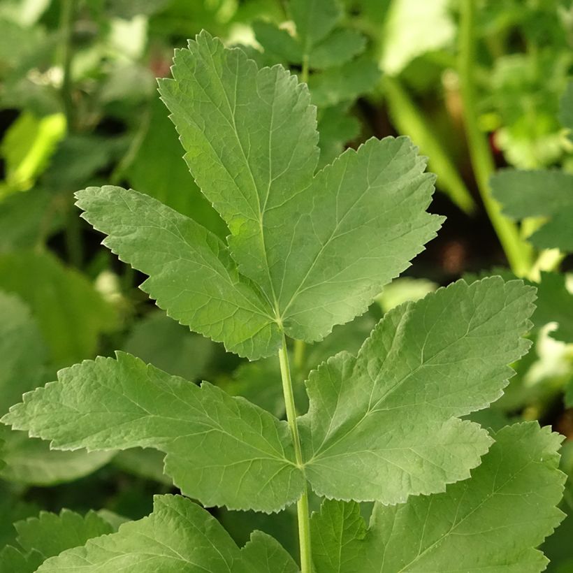 Palsternakka - Pastinaca sativa subsp. sativa (Lehvistö)