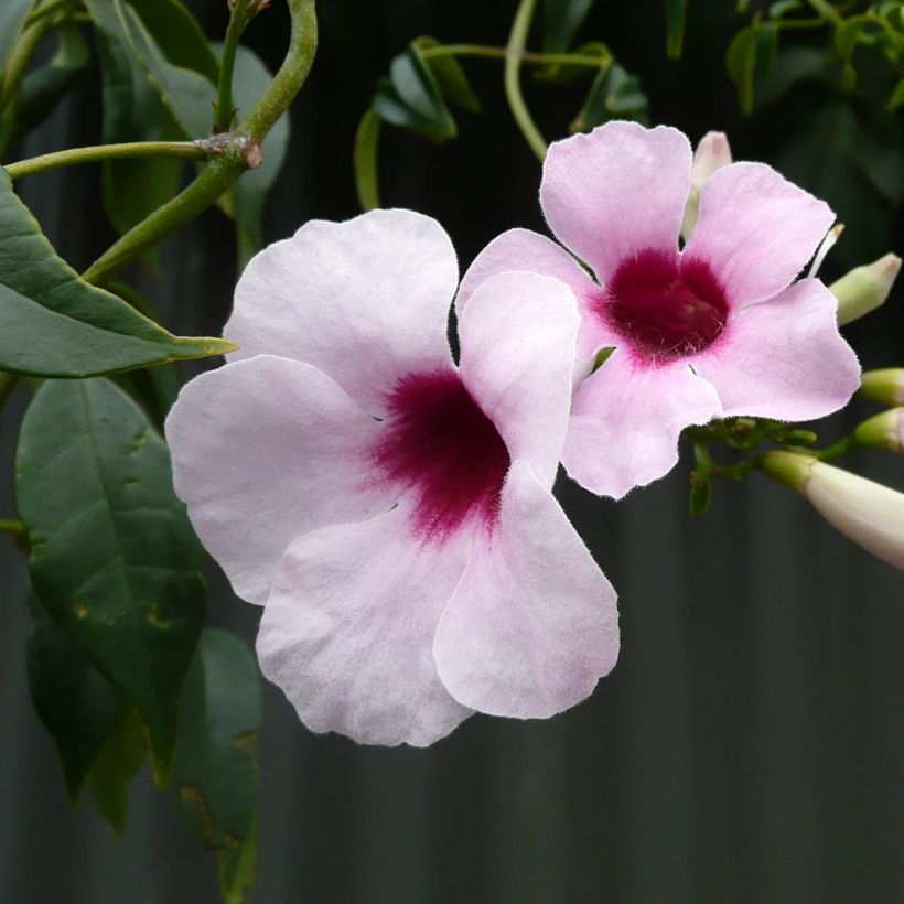 Jasmiinitrumpetti Rosea (Kukinta)