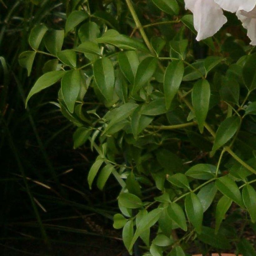 Jasmiinitrumpetti Alba (Lehvistö)