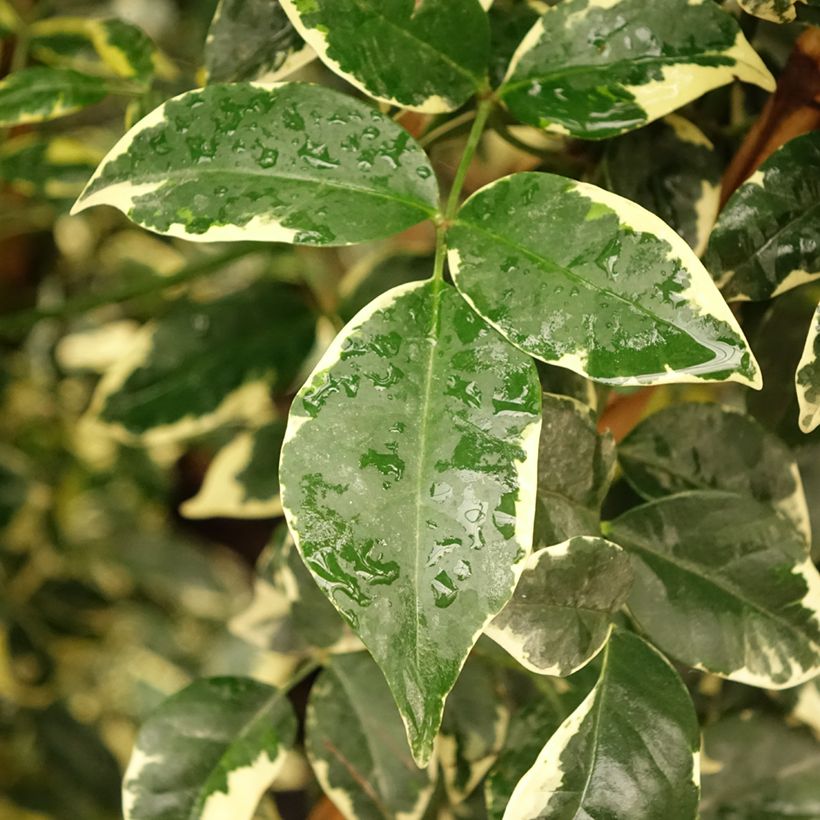 Jasmiinitrumpetti Variegata (Lehvistö)