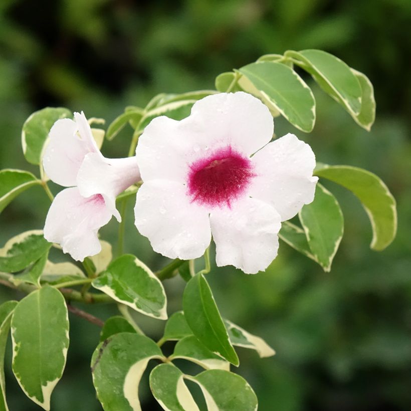 Jasmiinitrumpetti Variegata (Kukinta)