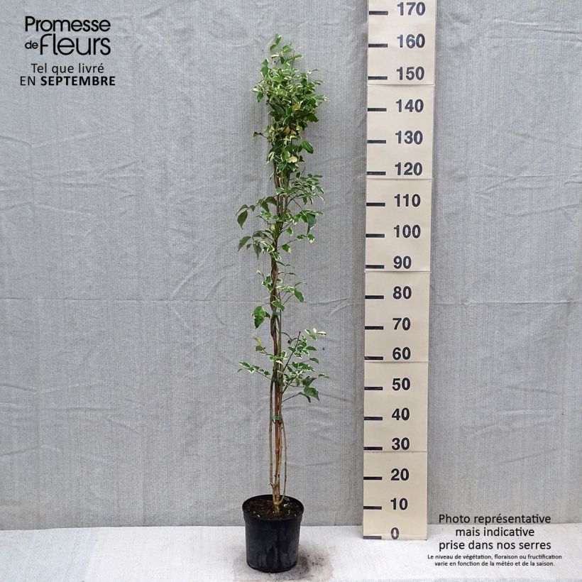 Esimerkki syksyllä toimitetusta Pandorea jasminoides Variegata - Bignone faux jasmin  Pot de 3L/4L-taimesta