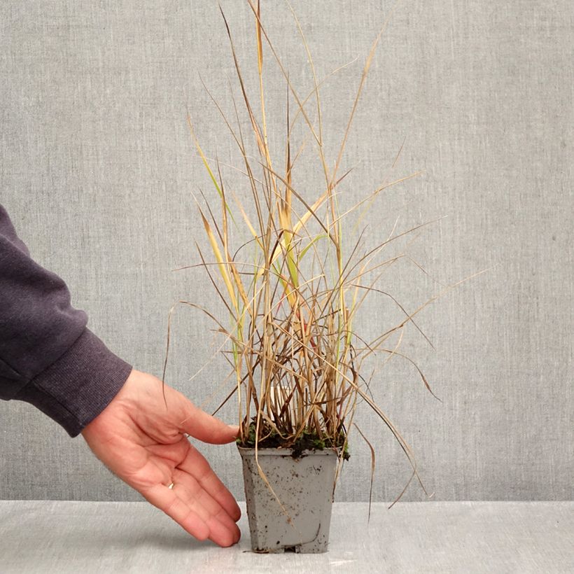 Esimerkki syksyllä toimitetusta Lännenhirssi Hanse Herms 8/9 cm taimiruukku-taimesta