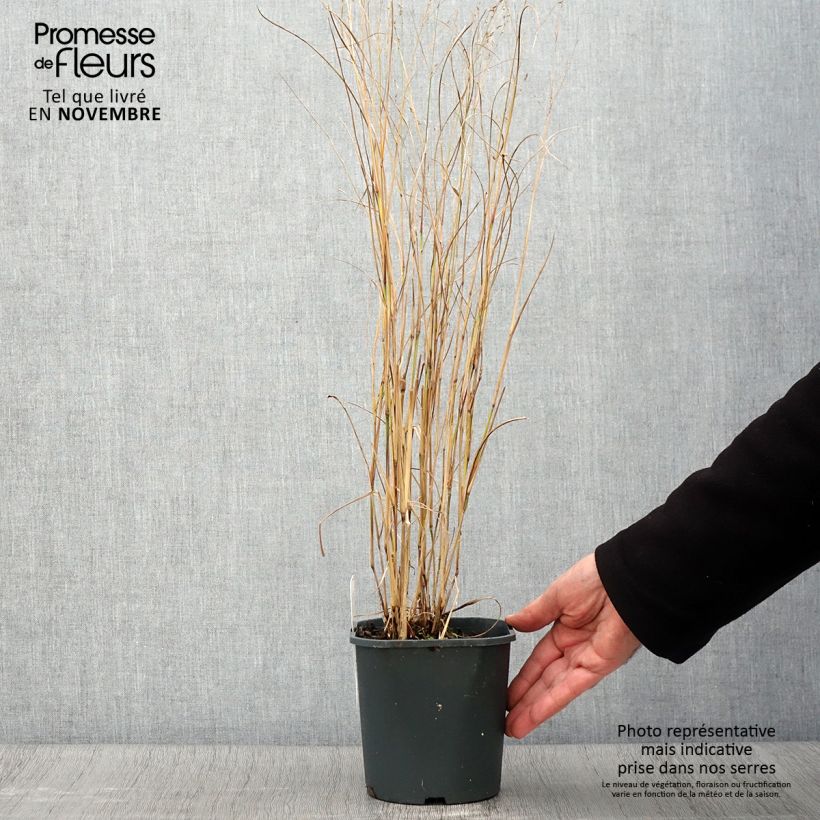 Esimerkki syksyllä toimitetusta Panic érigé - Panicum virgatum Heiliger Hain Pot de 2L/3L-taimesta