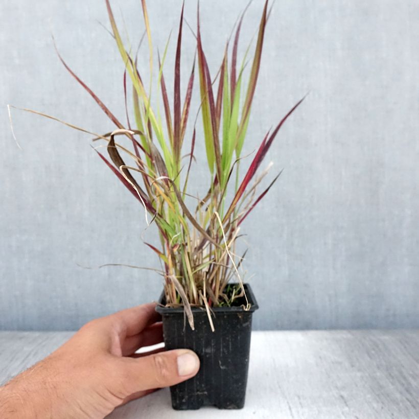 Esimerkki kesällä toimitetusta Lännenhirssi Oxblood Autumn 8/9 cm taimiruukku-taimesta