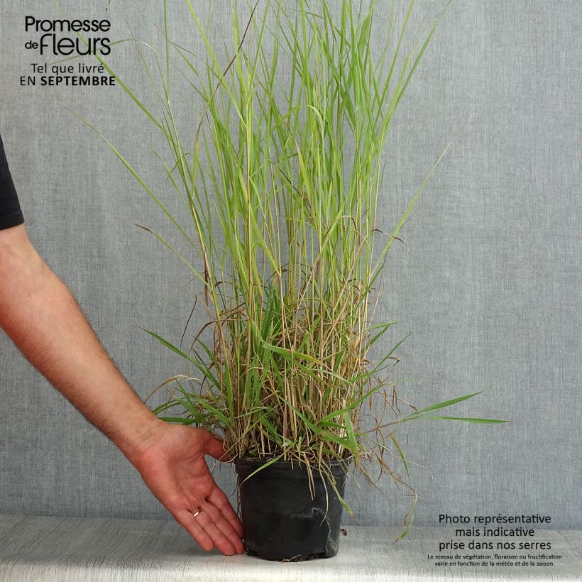 Esimerkki kesällä toimitetusta Lännenhirssi Prairie Sky Pot de 2L/3L-taimesta