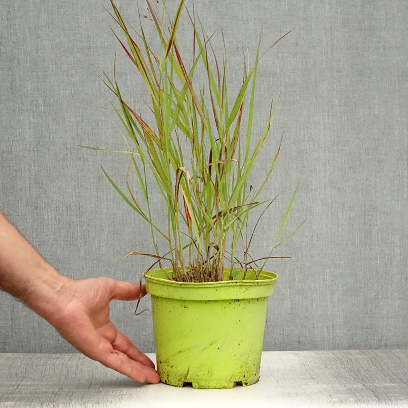 Esimerkki kesällä toimitetusta Lännenhirssi Shenandoah Pot de 2L/3L-taimesta