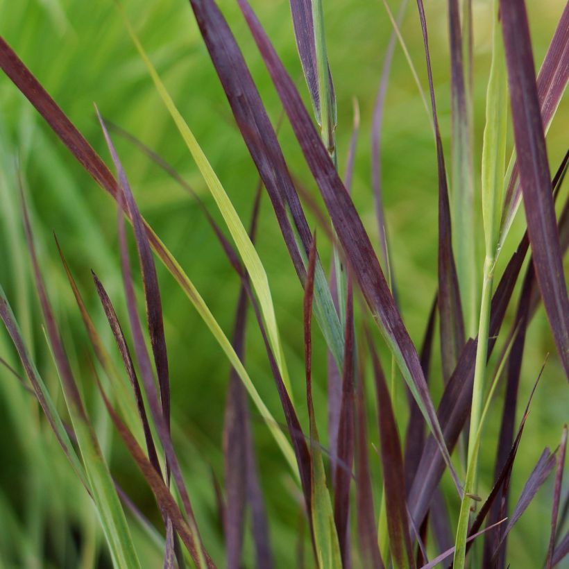 Lännenhirssi Purple Breeze (Lehvistö)