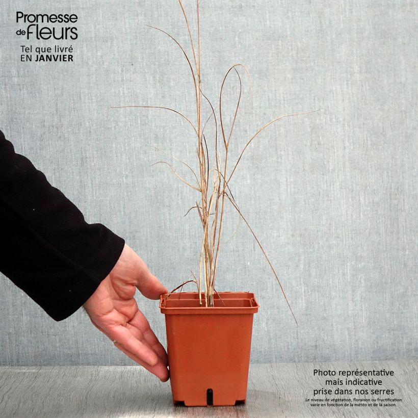 Esimerkki talvella toimitetusta Panicum virgatum Purple Breeze Pot de 3L/4L-taimesta