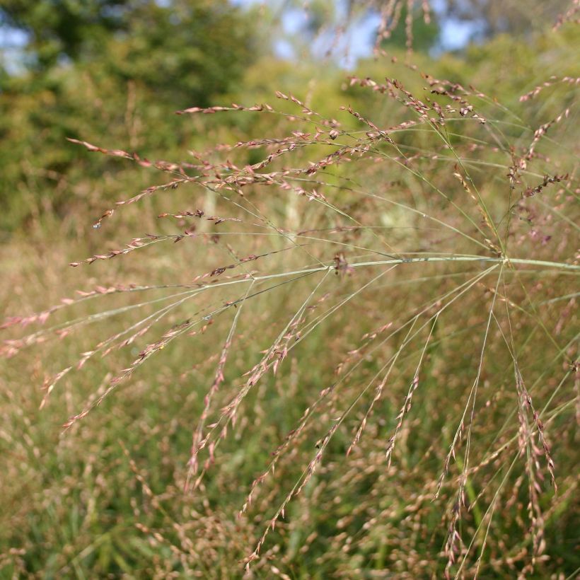 Lännenhirssi Rehbraun (Kukinta)