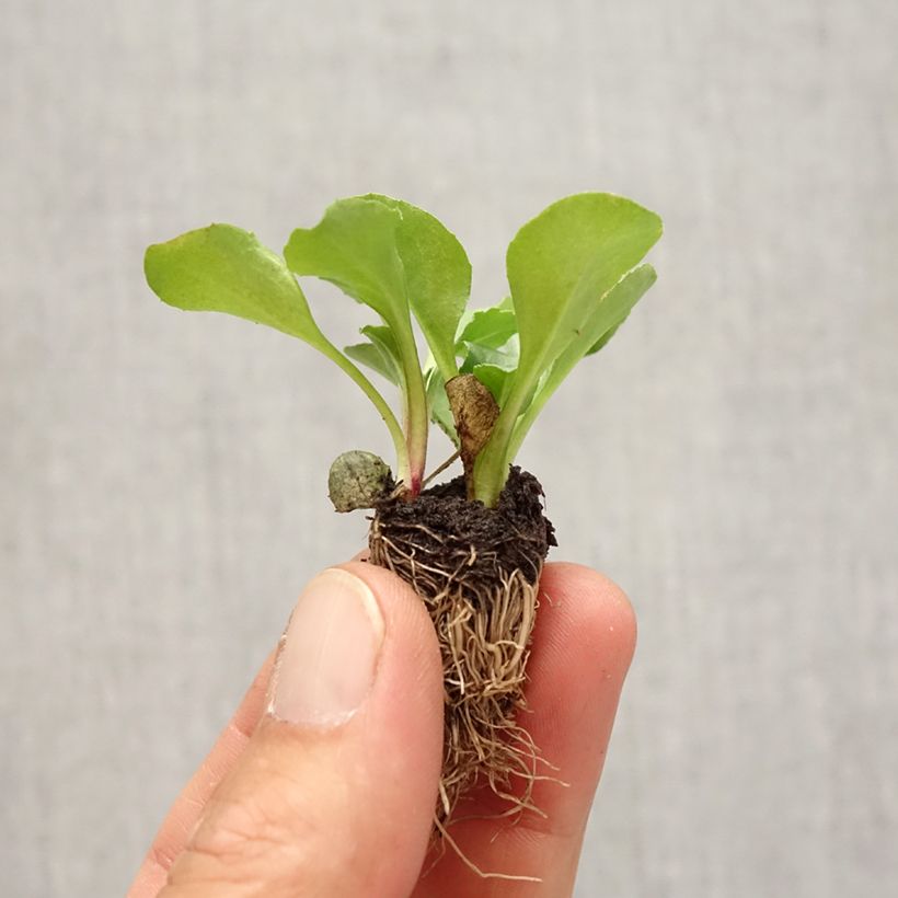 Esimerkki syksyllä toimitetusta Kaunokainen Tasso Minimotte : motte 2,2 cm x 2 cm en plaque de culture par 35-taimesta