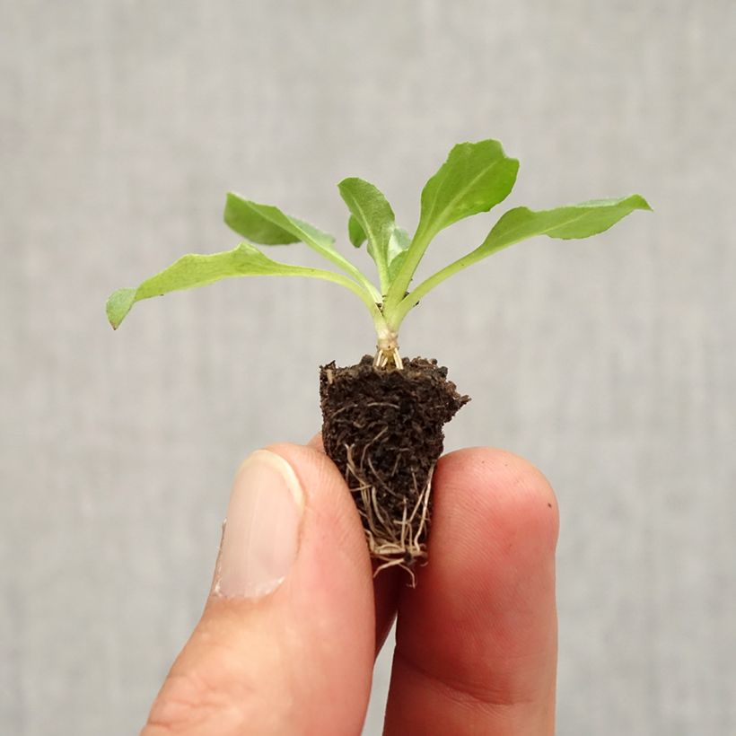 Esimerkki syksyllä toimitetusta Kaunokainen Tasso Mini-motte Ø 3/4 cm-taimesta
