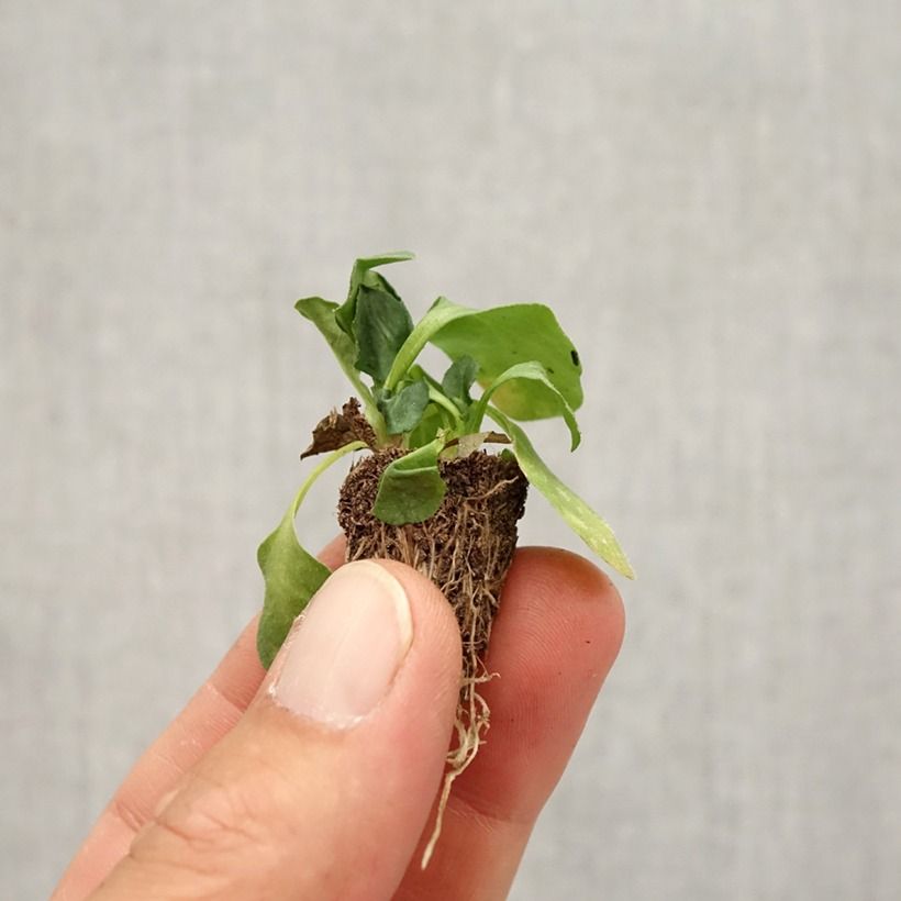 Esimerkki syksyllä toimitetusta Kaunokainen Tasso Strawberries & Cream Minimotte : motte 2,2 cm x 2 cm en plaque de culture par 35-taimesta