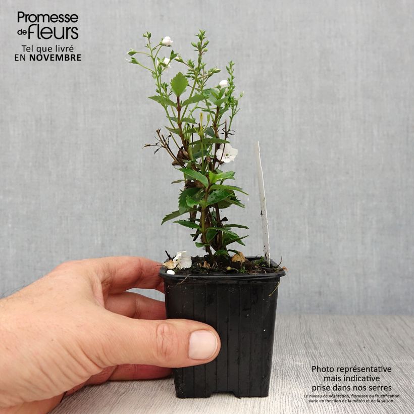 Esimerkki syksyllä toimitetusta Parahebe catarractae Avalanche 8/9 cm taimiruukku-taimesta