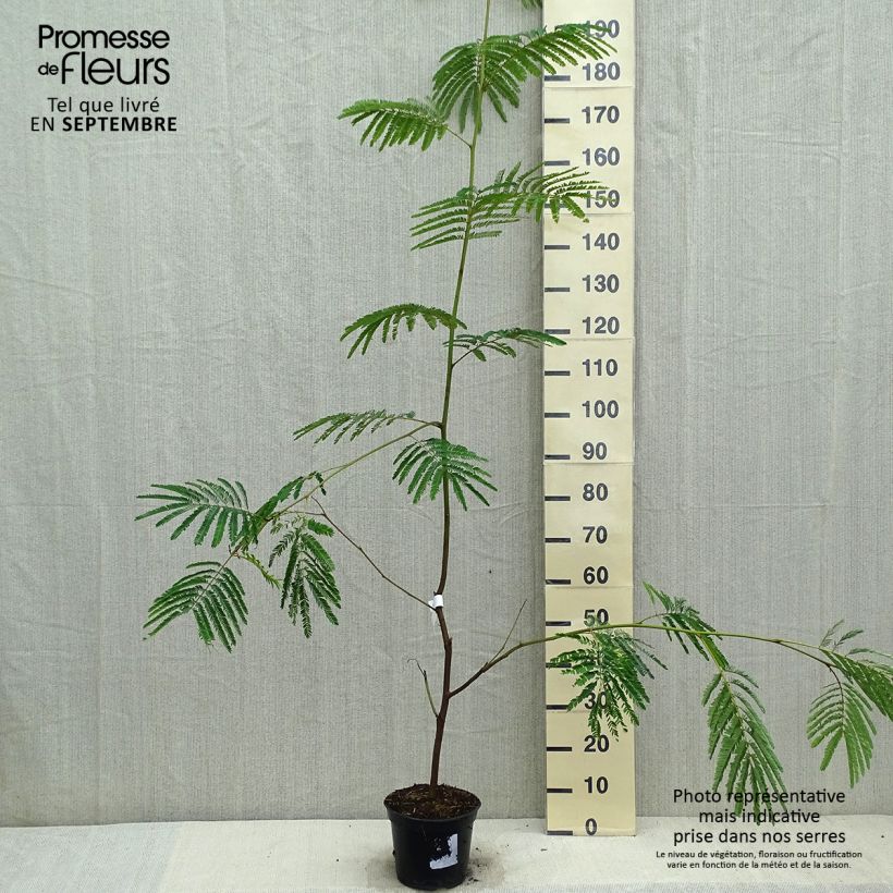 Esimerkki syksyllä toimitetusta Keltasutio - Paraserianthes lophantha 4 litran/5 litran ruukku-taimesta