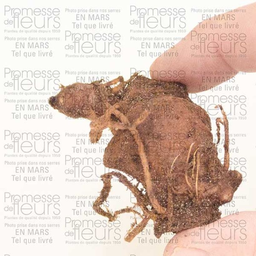 Esimerkki toimitetusta Sudenmarja - Paris polyphylla Sipulit-taimesta
