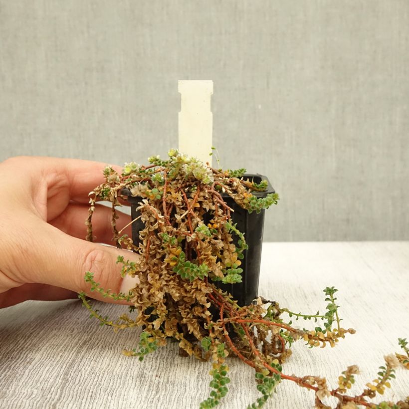 Esimerkki syksyllä toimitetusta Paronychia kapela subsp. serpyllifolia 8/9 cm taimiruukku-taimesta