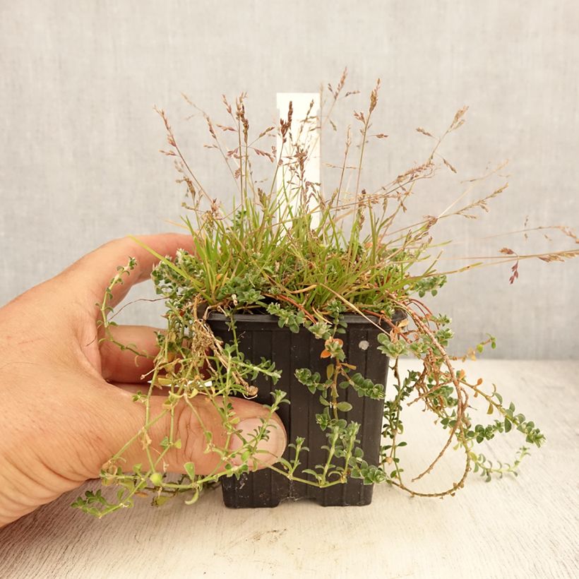 Esimerkki kesällä toimitetusta Paronychia kapela subsp. serpyllifolia Godet de 8/9 cm-taimesta