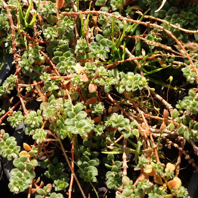 Paronychia kapela subsp. serpyllifolia (Lehvistö)