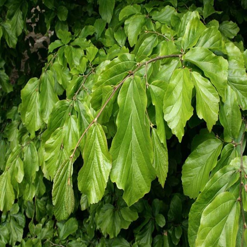 Persianparrotia - Parrotia persica (Lehvistö)