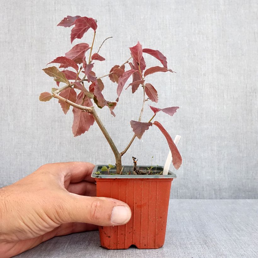 Esimerkki kesällä toimitetusta Persianparrotia Bella Taimiruukku 8/9 cm-taimesta