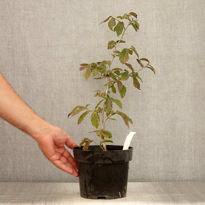 Esimerkki kesällä toimitetusta Persianparrotia Bella Ruukku 3L / 4L-taimesta