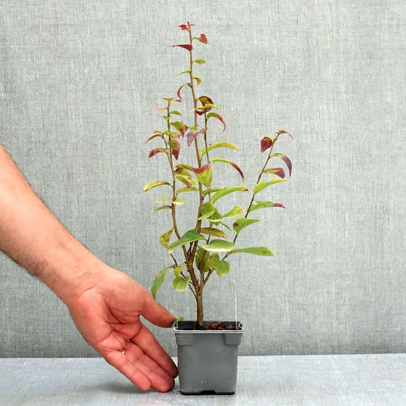 Esimerkki kesällä toimitetusta Persianparrotia Persian Spire 8/9 cm taimiruukku-taimesta