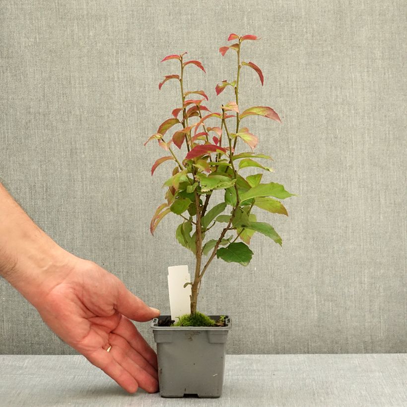 Esimerkki keväällä toimitetusta Persianparrotia Persian Spire Taimiruukku 8/9 cm-taimesta