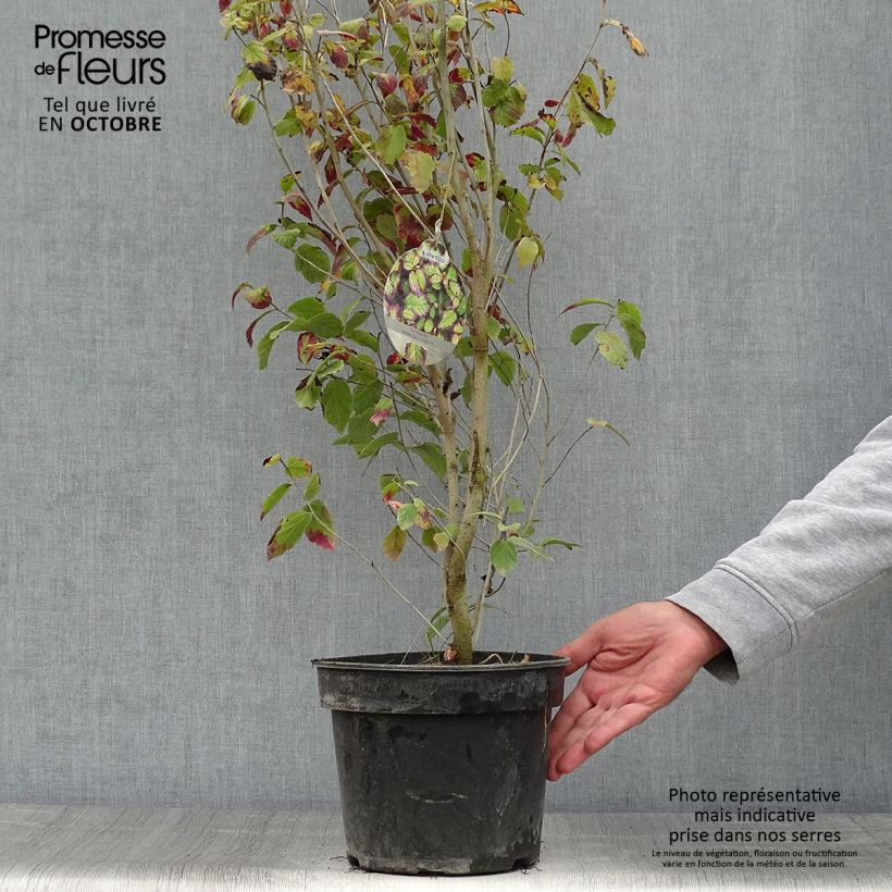 Esimerkki syksyllä toimitetusta Persianparrotia Persian Spire 3 litran/4 litran ruukku-taimesta