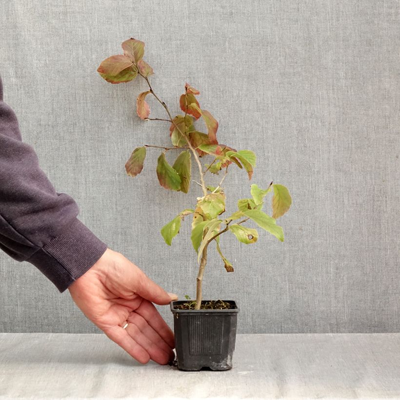 Esimerkki syksyllä toimitetusta Persianparrotia Vanessa 8/9 cm taimiruukku-taimesta