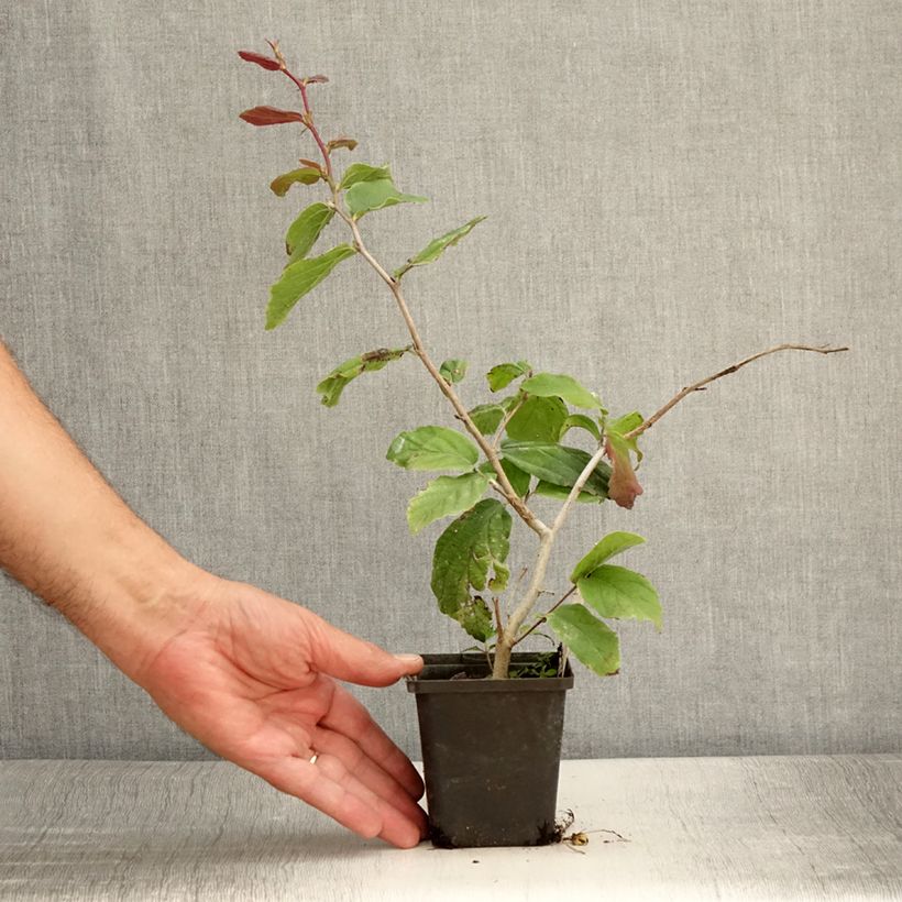Esimerkki kesällä toimitetusta Persianparrotia Vanessa Godet de 8/9 cm-taimesta