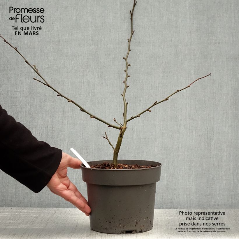 Esimerkki keväällä toimitetusta Persianparrotia Vanessa Pot de 4L/5L-taimesta