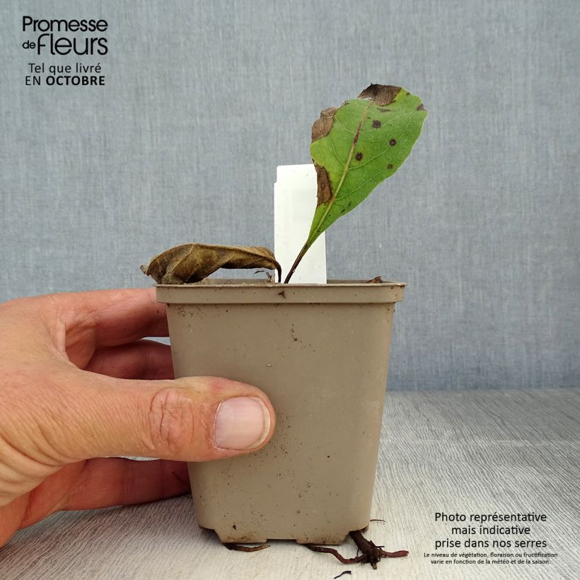 Esimerkki syksyllä toimitetusta Preeriahelmikki - Parthenium integrifolium 8/9 cm taimiruukku-taimesta