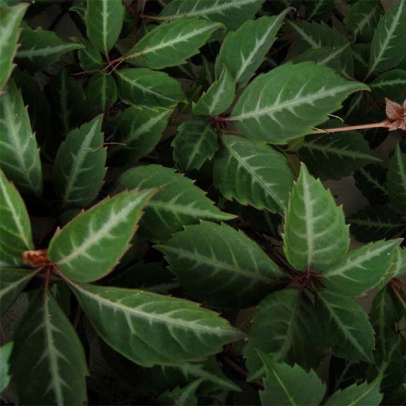 Kiinanvilliviini - Parthenocissus henryana (Lehvistö)