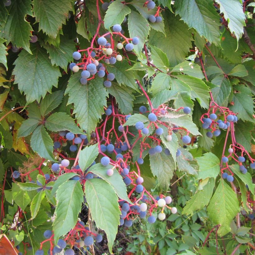 Imukärhivilliviini - Parthenocissus quinquefolia (Foliage)