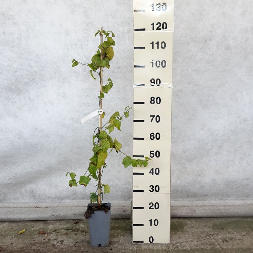Esimerkki syksyllä toimitetusta Passiflora citrina - Fleur de la passion Pot de 3L/4L-taimesta