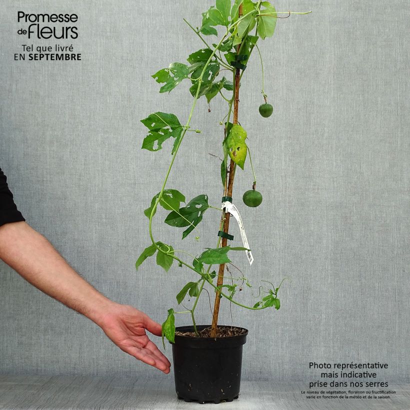 Esimerkki syksyllä toimitetusta Rohtopassio - Passiflora incarnata 2 litran/3 litran ruukku-taimesta