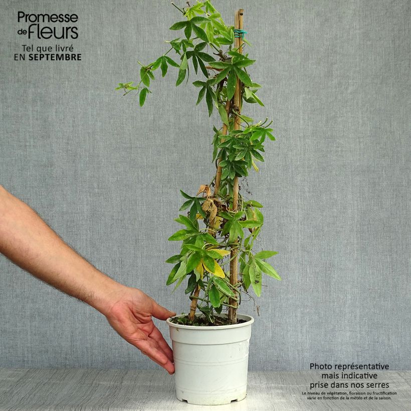 Esimerkki syksyllä toimitetusta Panamanpassio - Passiflora subpeltata 2 litran/3 litran ruukku-taimesta