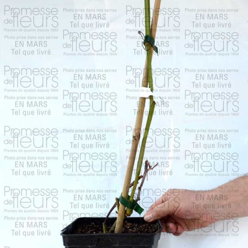 Esimerkki toimitetusta Passio - Passiflora alata Pot de 1,5L/2L-taimesta